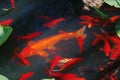 A group of red brocarded carp in lotus pool Royalty Free Stock Photo